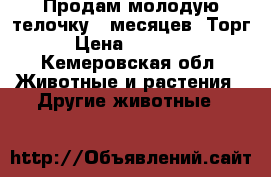 Продам молодую телочку 9 месяцев. Торг › Цена ­ 20 000 - Кемеровская обл. Животные и растения » Другие животные   